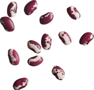 Kidney beans PNG-56921